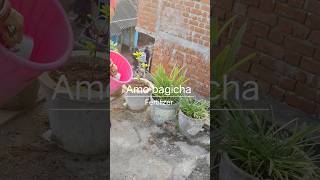 Adding fertilizer to flower plantsnature shortsvideo gardenflowers gardening flowers [upl. by Jamaal]