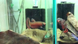 Betta macrostoma wild caught [upl. by Fredella]