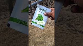 Coriander seeds germinateorganic farmingdhaniya ke paudhe kaise lagaen [upl. by Fisk]