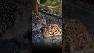 hungry hoglet  hedgehogs [upl. by Bowie]