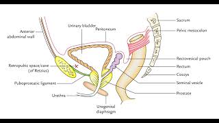 BLADDER ANATOMY QUESTION [upl. by Nyssa823]