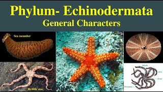 Echinodermata  General characters of phylum Echinodermata  Phylum Echinodermata [upl. by Tomchay123]