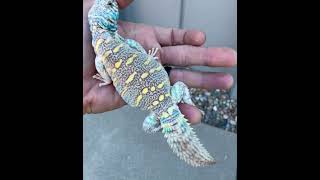 Young Male Blue Form Ornate Uromastyx [upl. by Mckenna96]