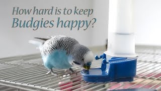 Budgie What You Will Need to do for Your Budgie bird [upl. by Prudhoe]