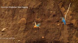 Common Kingfisher Nest Digging [upl. by Neraj]