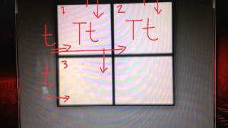 Predicting the Genotypes and the Phenotypes of Offspring using the Punnett Square [upl. by Cirad]