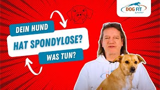 Spondylose beim Hund » Ursachen amp Behandlung erklärt von DOG FIT by PreThis® [upl. by Blithe822]