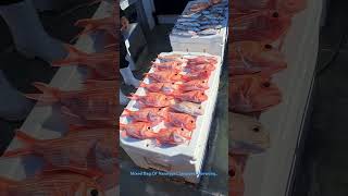 A Mixed Bag Of Red Snapper Nannygai Pinkie Snapper And Jackass Morwong [upl. by Steck]