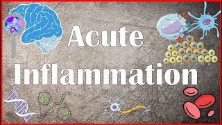 Acute Inflammation  Definition Pathogenesis Causes Mediators Morphology Exudate and Transudate [upl. by Ahseyn147]