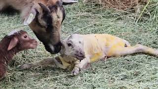 Rowan the blackbelly ewe gives birth to two lambs [upl. by Edualcnaej]