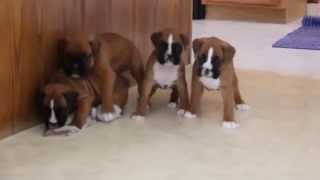 Boxer Puppies For Sale [upl. by Freytag83]