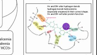 pH Acid Homeostasis Part 1 [upl. by Salomone]