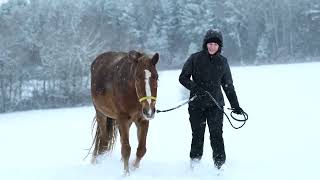 Cold Weather Equine Essentials  HorsesBFFcom [upl. by Nealey]