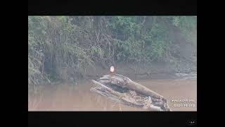 Gray Headed Kingfisher Builds a Nest in the Riverbank 01202024 exploreorg [upl. by Sneed764]