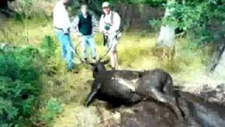 Dead Elk found in Idaho Mudhole  weird but true [upl. by Bram]