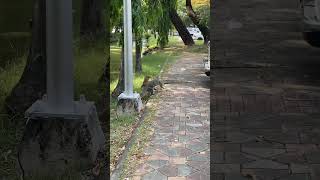 Dont Miss the Monitor Lizards in Lumphini Park [upl. by Russian84]