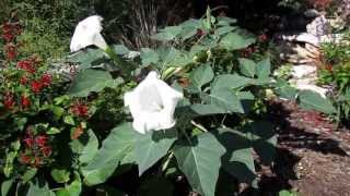 Moonflower Datura Lisas Landscape and Designs quotPlant Pick of the Dayquot [upl. by Convery]