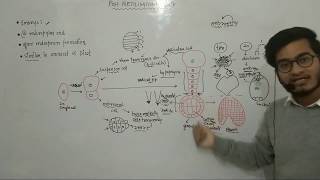 L27 Embryo Development in Dicots by Vipin Sharma [upl. by Anigue]