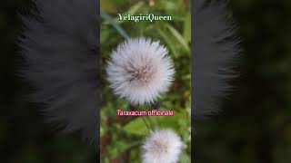 Taraxacum officinale flowers flowers natutal gardenflowers garden motivation sad tamil [upl. by Haret]