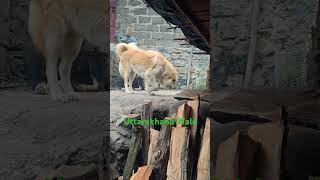 Bhotia Dog White Color Puppy For sale bollywood love music song [upl. by Onstad]