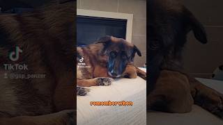 remember when German Shepherd GSD 🤔😳🐶new shorts ytshorts viral viralshorts [upl. by Tildie]