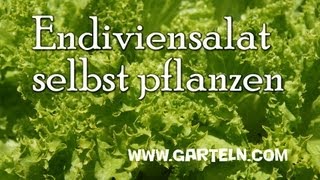 Endiviensalat selbst pflanzen [upl. by Hareemas677]