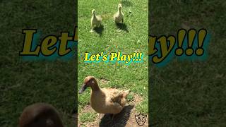 Goslings Greet Ducks Like Twins In The Shining goose duck shortsvideo [upl. by Hanoy]