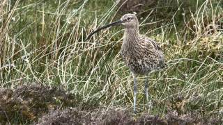 Curlew Alarm Calls [upl. by Nady642]