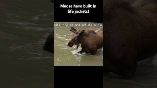 Moose have built in life jackets [upl. by Eno]