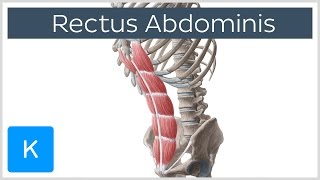 Rectus Sheath Dr Adel Bondok Making Anatomy Easy [upl. by Gnay]