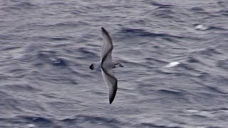 Broadbilled Prion Gough Island South Atlantic April 2018 [upl. by Michaela]