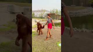 Long drive pe ja rahe h hum animallover zoo tiger lion dubai dubailife love birds [upl. by Mathews961]