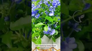 Blue Plumbago Plants Giveaway 2023 November 24  Hotline  0770307210 wedding giftplant plants [upl. by Aikemet]