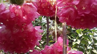 Long lasting flowering plant Pink ball dombeya aka tropical hydrangea [upl. by Kessiah]