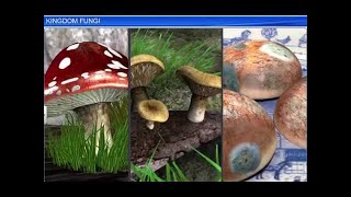 CBSE Class 11 Biology  Kingdom Fungi  By Shiksha House [upl. by Idonna]