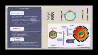 Basiskurs Mikrobiologie Viren Aufbau amp Struktur [upl. by Idnim860]