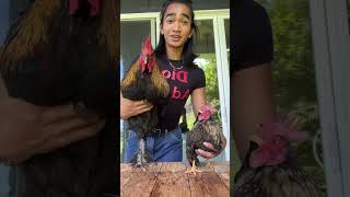 Bretman Rocks chickens scare him [upl. by Cornelie]