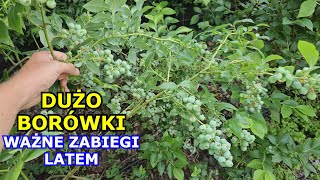 Chcesz mieć DUŻO BORÓWKI  Ważna Pielęgnacja Borówek Latem Uprawa Borówek amerykańskiej Podlewanie [upl. by Ahsied567]