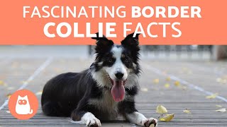 10 Fascinating Facts About the Border Collie [upl. by Yenmor]