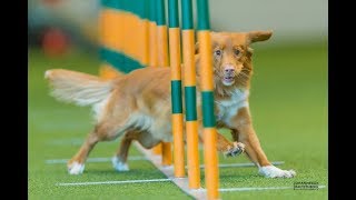 Agility Training with Veronika Herendy HU  Nova Scotia Duck Tolling Retriever Caylie [upl. by Kelley]