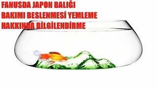 Fanus da Balık Bakımı  Su değişimi  Nasıl Yemleme Yapılır [upl. by Nylsor]