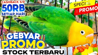 GEBYAR PROMO LOVEBIRD WARNA CANTIK TERMURAH [upl. by Iramat]