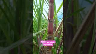 86032 variety of sugarcane farming farmer sugarcane villagelife [upl. by Sterrett547]