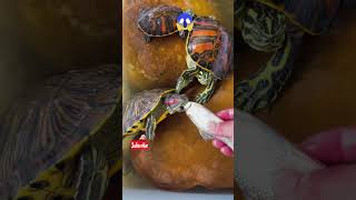 Turtles 🐢 baby turtlesturtle pondfunny turtles vs lifeturtle farmshortvideos fish fishing [upl. by Atinauq]