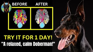 NEVER Deal with Anxiety in Your Doberman Again NonExercise Solution [upl. by Rahr151]