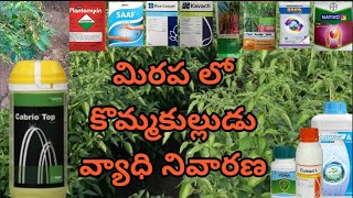 మిరప లో కొమ్మకుల్లుడు chilli crop fungicideGalileovismaKocideRoKoCabrio TopCustodia [upl. by Htebazileyram]