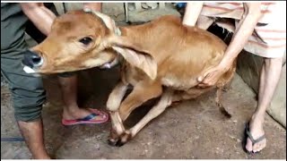 Anaphylactic shock in calf l treatment of anorexia l surra l trypanosomiasis l dr umar khan [upl. by Gnoh]