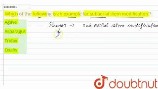 Which of the following is an example for subaerial stem modification   11  MORPHOLOGY OF FL [upl. by Elvina]