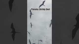 Never seen so many Frigate birds fishing panama [upl. by Anaher]