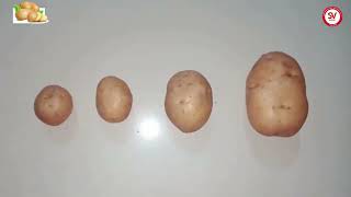 Potato Pre sowing guide [upl. by Henrik]